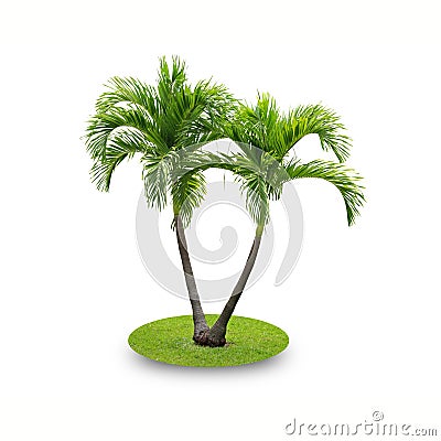 Betel palm tree Stock Photo