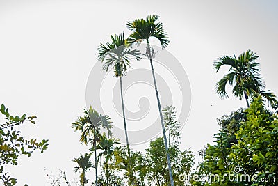 Betelnut trees in Assam, India. betelnut farming in village of North East Assam India, Supari Tree Stock Photo