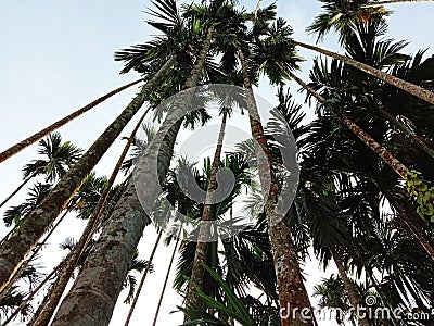 Betelnut trees in a village Stock Photo