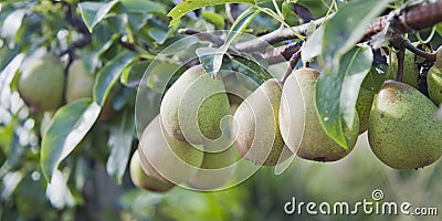 Beth Pear tree - is an excellent early-season pear tree with juicy sweet fruit Stock Photo