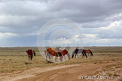 Betpakdala-steppe in southern Kazakhstan Stock Photo
