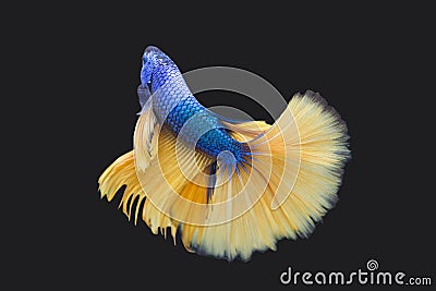 Betta Blue Mustard Plakat HM Male or Plakat Fighting Fish Splendens Stock Photo