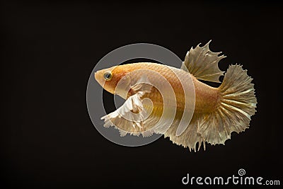 Betta or fight fish are beautifully colored in close-up view used for baking pictures Stock Photo
