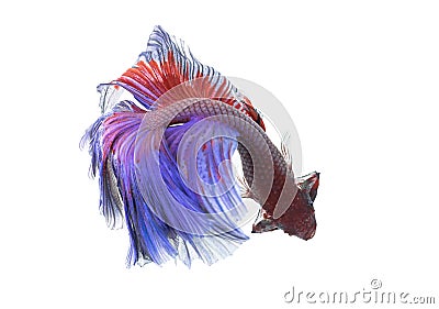 Betta Fish closeup. Colorful Dragon Fish. Stock Photo