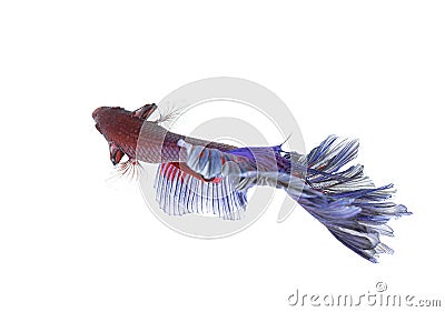 Betta Fish closeup. Colorful Dragon Fish. Stock Photo