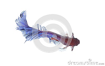 Betta Fish closeup. Colorful Dragon Fish. Stock Photo