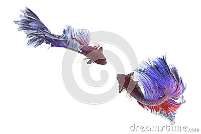 Betta Fish closeup. Colorful Dragon Fish. Stock Photo