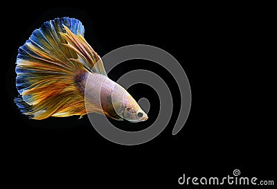 Betta fish Fancy Yellow Mustard Halfmoon on black background Stock Photo