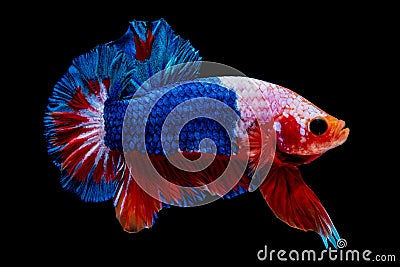 Betta fish Fight in the aquarium Stock Photo