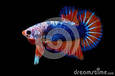 Betta fish Fight in the aquarium Stock Photo