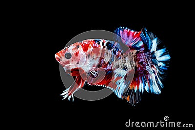 Betta fish Fight in the aquarium Stock Photo