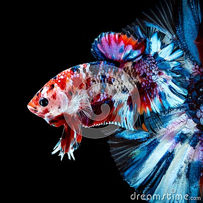 Betta fish Fight in the aquarium Stock Photo