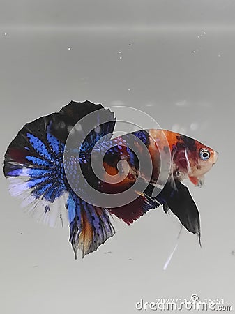 Betta fish hmpk multy colour Stock Photo