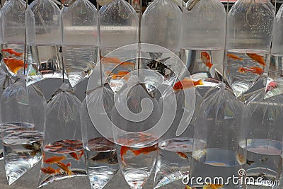 Betta fish,ikan cupang sale at the traditional market Stock Photo