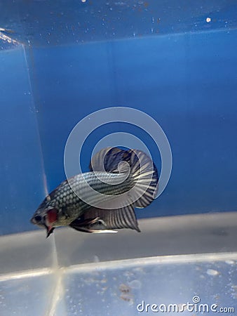 Betta fish Indonesia hist 2021 Stock Photo