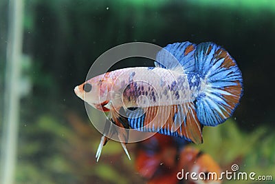 Betta fish male fancy color Stock Photo