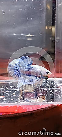 betta fish plakat grizzle Stock Photo