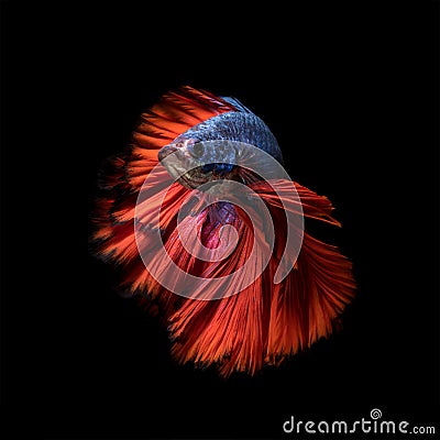 Betta fish,Siamese fighting fish in movement Stock Photo