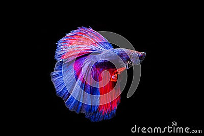 Betta fish, siamese fighting fish betta splendens,isolated on black background Stock Photo