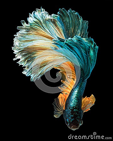 Betta fish Stock Photo