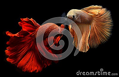 Betta or Saimese fighting fish. Stock Photo