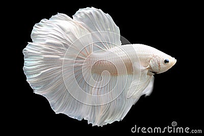 Betta White Platinum HM Halfmoon Male or Plakat Fighting Fish Splendens Stock Photo