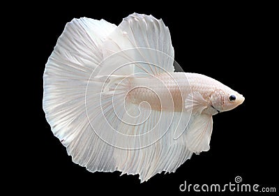 Betta White Platinum HM Halfmoon Male or Plakat Fighting Fish Splendens Stock Photo