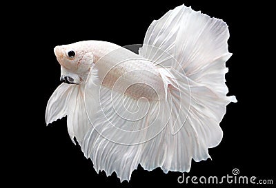Betta White Platinum HM Halfmoon Male or Plakat Fighting Fish Splendens Stock Photo