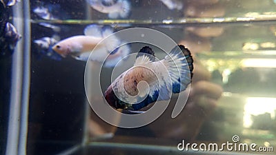 Betta White Platinum HMPK Halfmoon poster Female or Poster Fighting Fish Splendens on Aquarium Background. Stock Photo