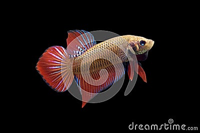 Betta Wild Phu Ruea Smaragdina Ladiges Male or Plakat Fighting Fish Splendens Stock Photo