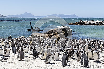 African penguin on the rocks near the ocean in Betty`s Bay, Western Cape, South Africa Stock Photo