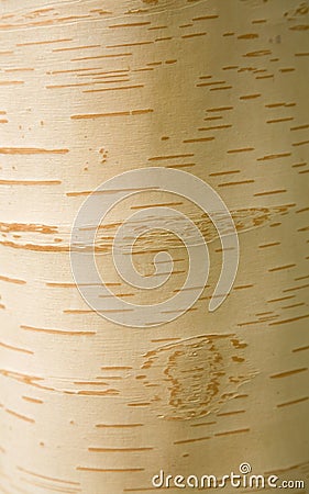 Betula Stock Photo