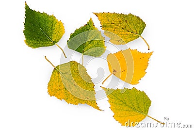 Betula, birch Stock Photo