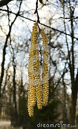 Betula. Birch. Earring-shaped birch tiers on blue sky background. Stock Photo