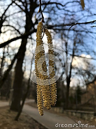 Betula. Birch. Earring-shaped birch tiers on blue sky background. Stock Photo