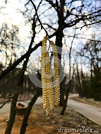 Betula. Birch. Earring-shaped birch tiers on blue sky background. Stock Photo