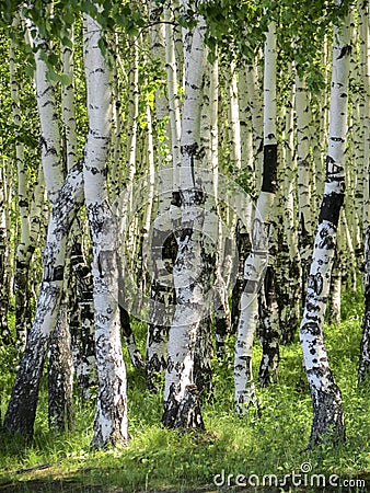 Betula. Birch forest in the summer. Stock Photo