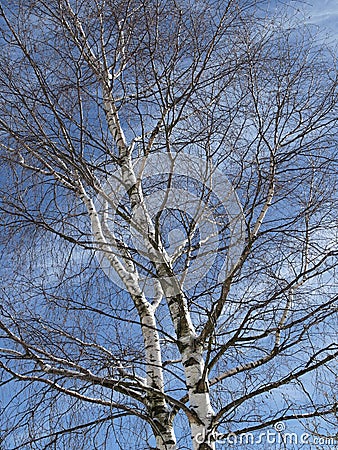 Betula - Birch tree in spring Stock Photo