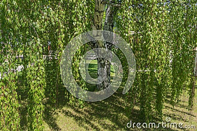 Betula, birch tree, Weeping Silver Birch Trees Stock Photo