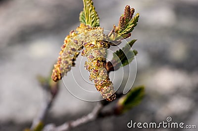 Betula ermanii, or Erman's birch Stock Photo