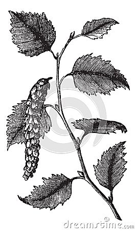 Betula papyrifera or Paper Birch, leaves, vintage engraving Vector Illustration