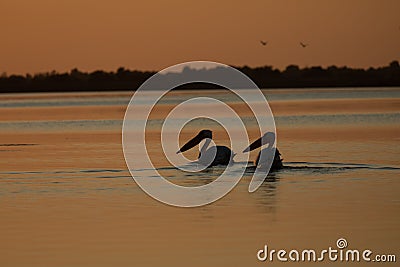 Beuatiful birds on Delta Danube, Romania Stock Photo