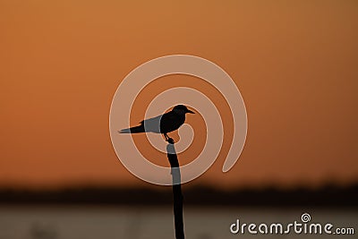 Beuatiful birds on Delta Danube, Romania Stock Photo