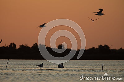 Beuatiful birds on Delta Danube, Romania Stock Photo