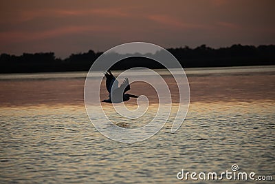 Beuatiful birds on Delta Danube, Romania Stock Photo