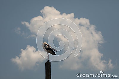 Beuatiful birds on Delta Danube, Romania Stock Photo