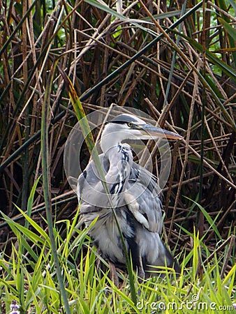 A majestic heron hides in reeds by the river Stock Photo