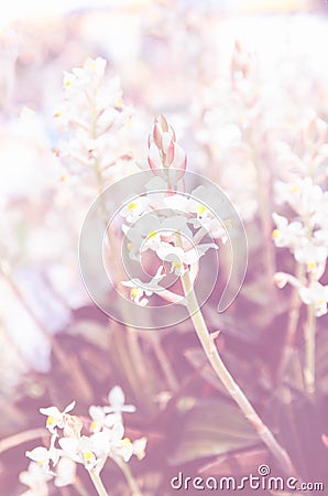Beutiful flowers with color filter Stock Photo
