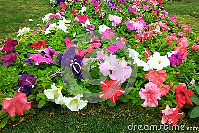 Beutiful-flowers-in-garden Stock Photo