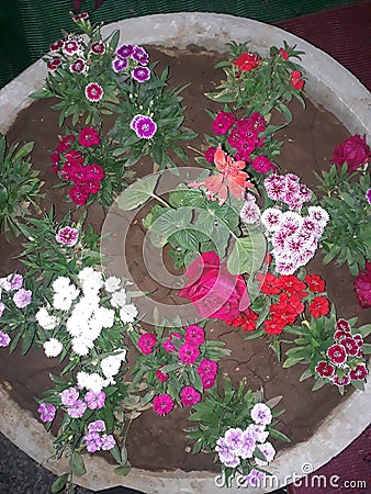 Beutiful flowers shows Stock Photo